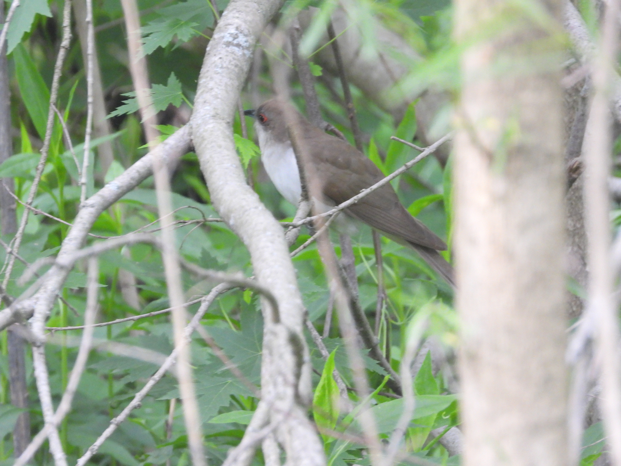 Black-billed Cuckoo (Coccyzus erythropthalmus), photo 5