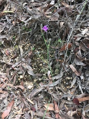 Thysanotus banksii