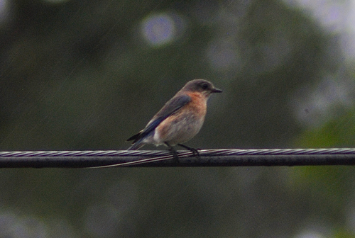 Eastern Bluebird observed by hlunula