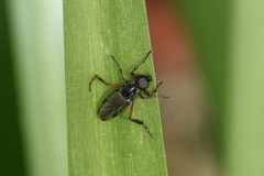 Bibio xanthopus