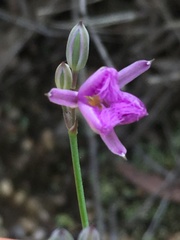 Thysanotus banksii