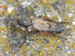 Ozodiceromyia nigrimana