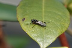 Bibio xanthopus