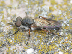 Ozodiceromyia nigrimana