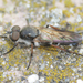Ozodiceromyia nigrimana - Photo 由 C. Mallory 所上傳的 (c) C. Mallory，保留部份權利CC BY-NC