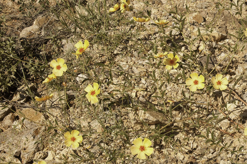 Arizona Poppy