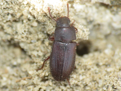 Blapstinus