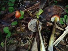 Hygrocybe