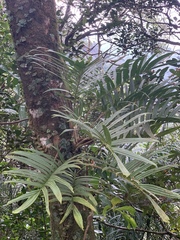 Rhaphidophora tenuis