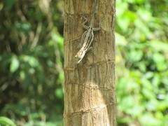 Anolis argillaceus