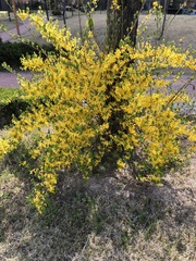 Forsythia koreana