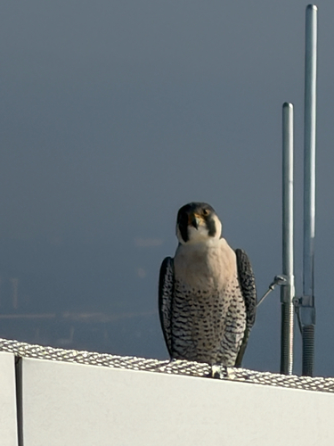 Peregrine Falcon observed by tkgardener