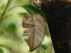 Kallima horsfieldii