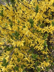 Forsythia koreana