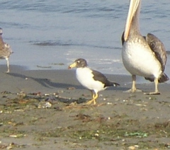 Larus belcheri