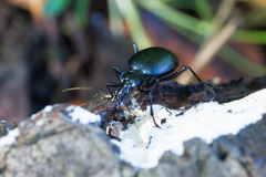 Scaphinotus interruptus
