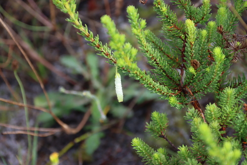 Erica mammosa, photograph 3