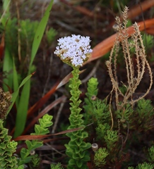 Pseudoselago serrata, photograph (c) Tony Rebelo, some rights reserved (CC BY-SA)