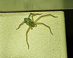 Typostola heterochroma