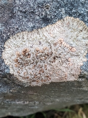 Placopsis lambii