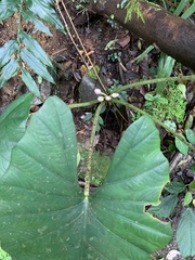 Alocasia scabriuscula
