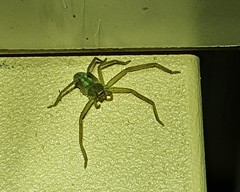 Typostola heterochroma