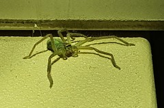 Typostola heterochroma