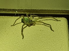 Typostola heterochroma