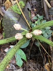 Alocasia scabriuscula