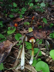Hygrocybe