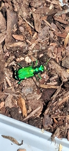 Six-spotted Tiger Beetle