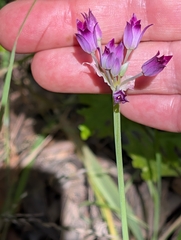 Allium peninsulare, photograph author not stated, no rights reserved