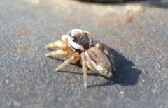 Pelegrina pervaga