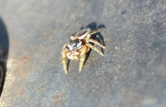 Pelegrina pervaga