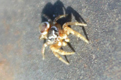 Pelegrina pervaga