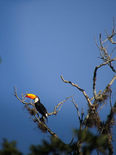 Ramphastos toco albogularis