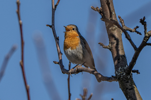 European Robin