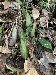 Nepenthes hirsuta