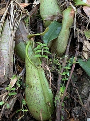 Nepenthes hirsuta
