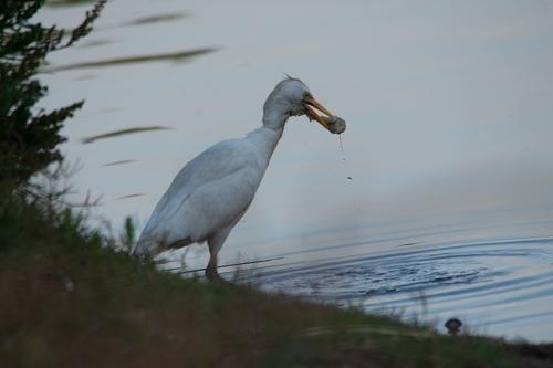 Western Cattle-Egret