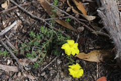 Hibbertia serpyllifolia