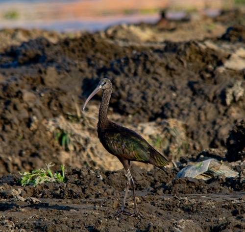 Glossy Ibis