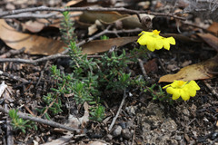 Hibbertia serpyllifolia