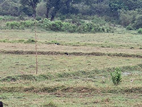 Asian Woolly-necked Stork