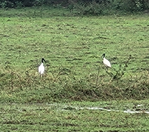 Black-headed Ibis