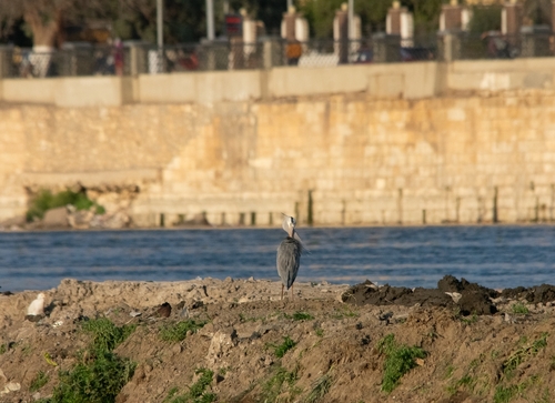 Grey Heron