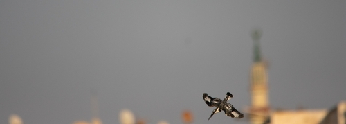 Pied Kingfisher