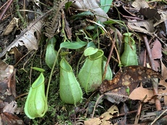 Nepenthes hirsuta