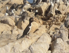 Leucocarbo bougainvillii