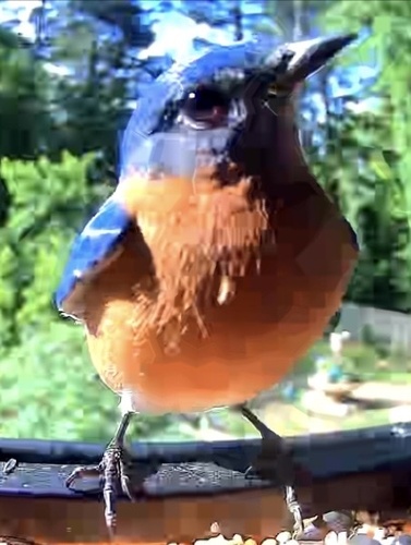 Eastern Bluebird observed by falcmsn
